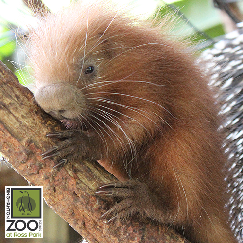 Binghamton Zoo welcomes baby prehensile-tailed porcupine