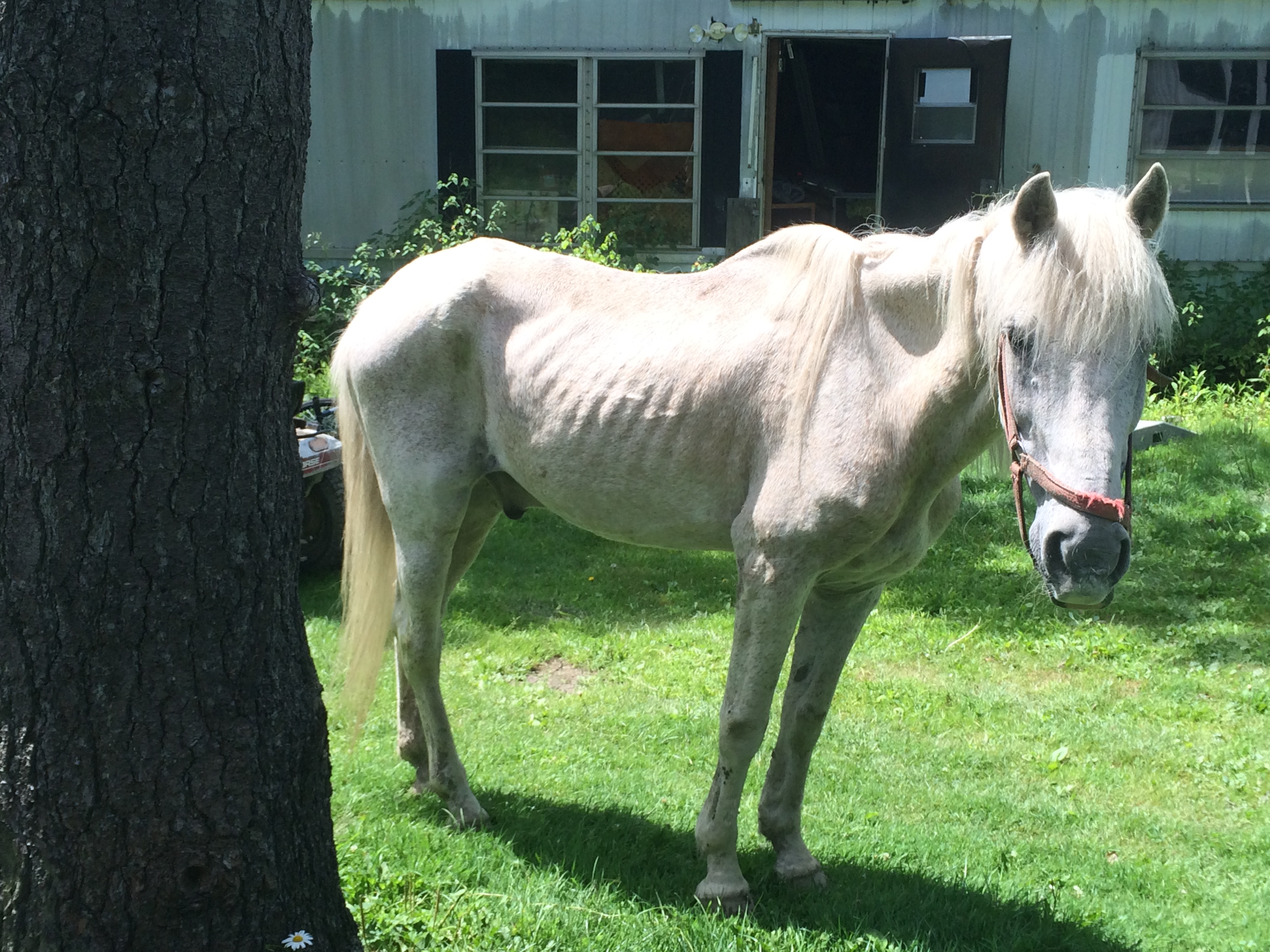 Two arrested in Lockwood after horse seized from property