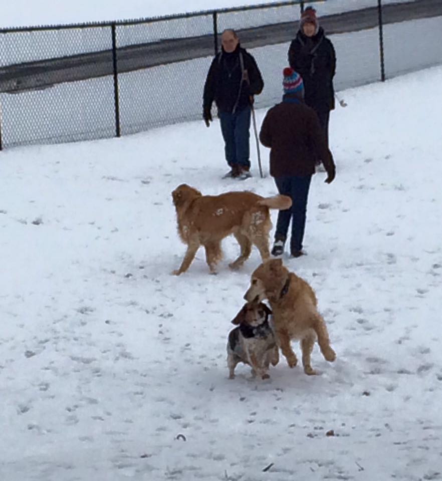 Humans of the Owego Dog Park are looking for help