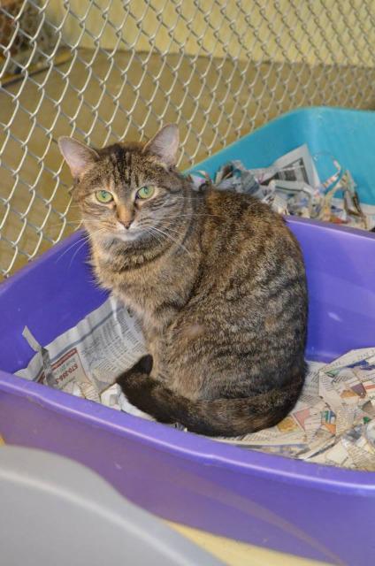 Stray Haven Pet of the Week