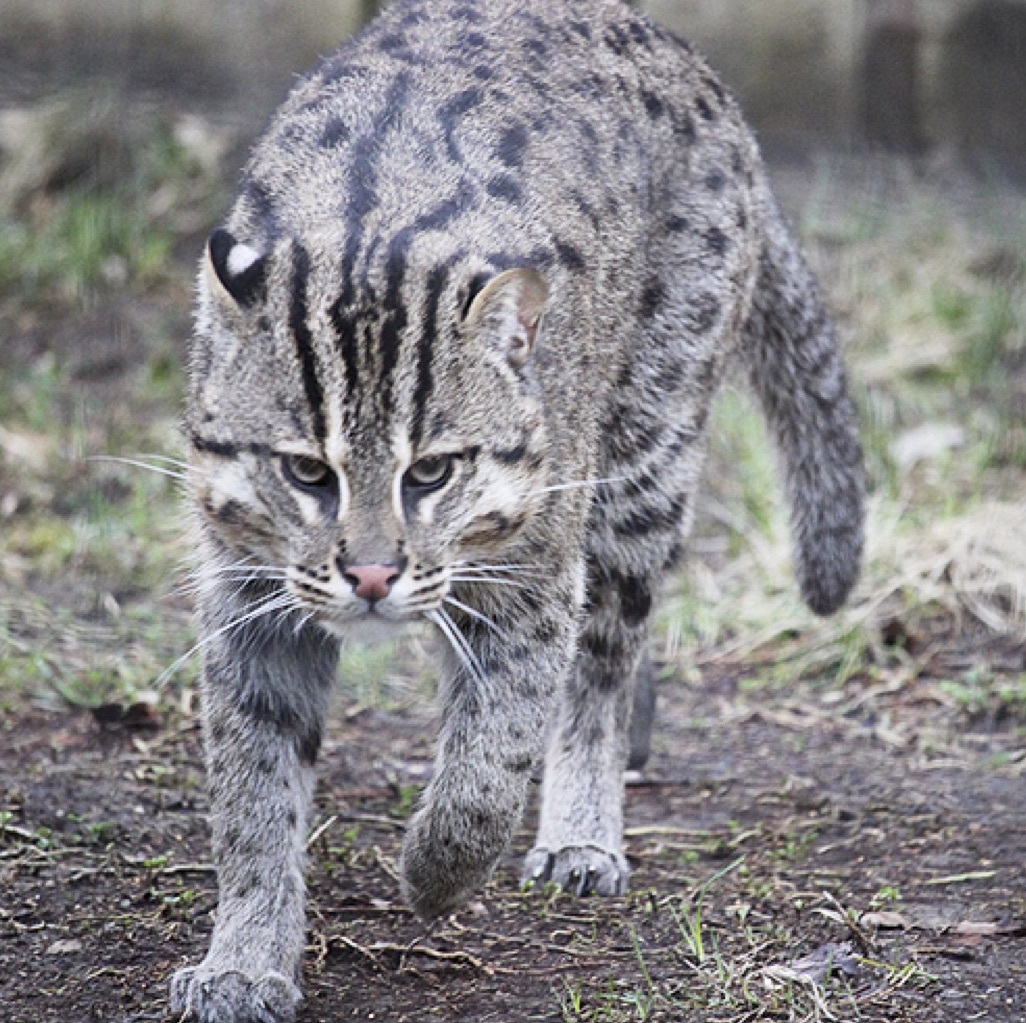 binghamton-zoo-welcomes-two-endangered-fishing-cats-owego-pennysaver