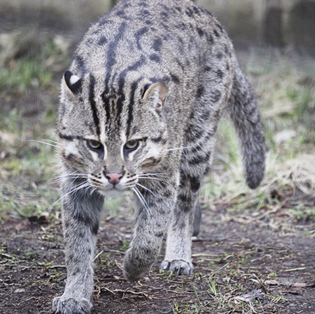 Binghamton Zoo welcomes two endangered Fishing Cats