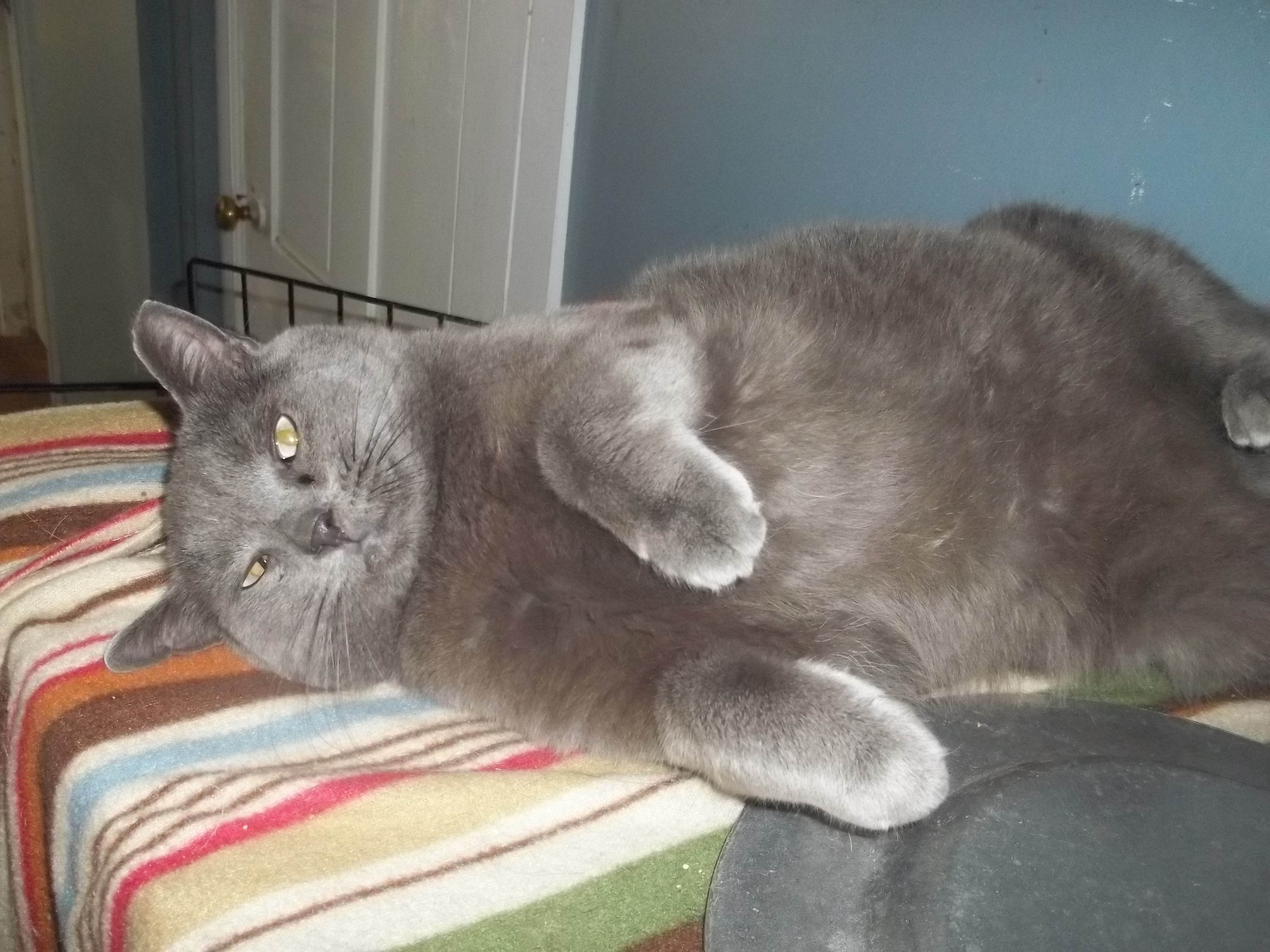 Maddie’s Meadows Pet of the Week