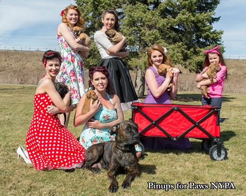 Pinups for Paws NYPA partners with Stray Haven to promote pet adoption