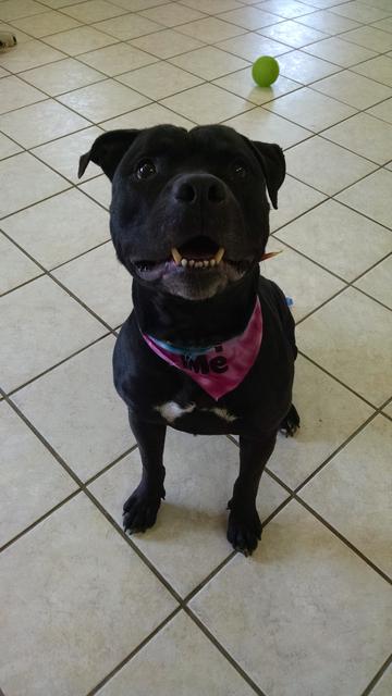 Stray Haven Pet of the Week