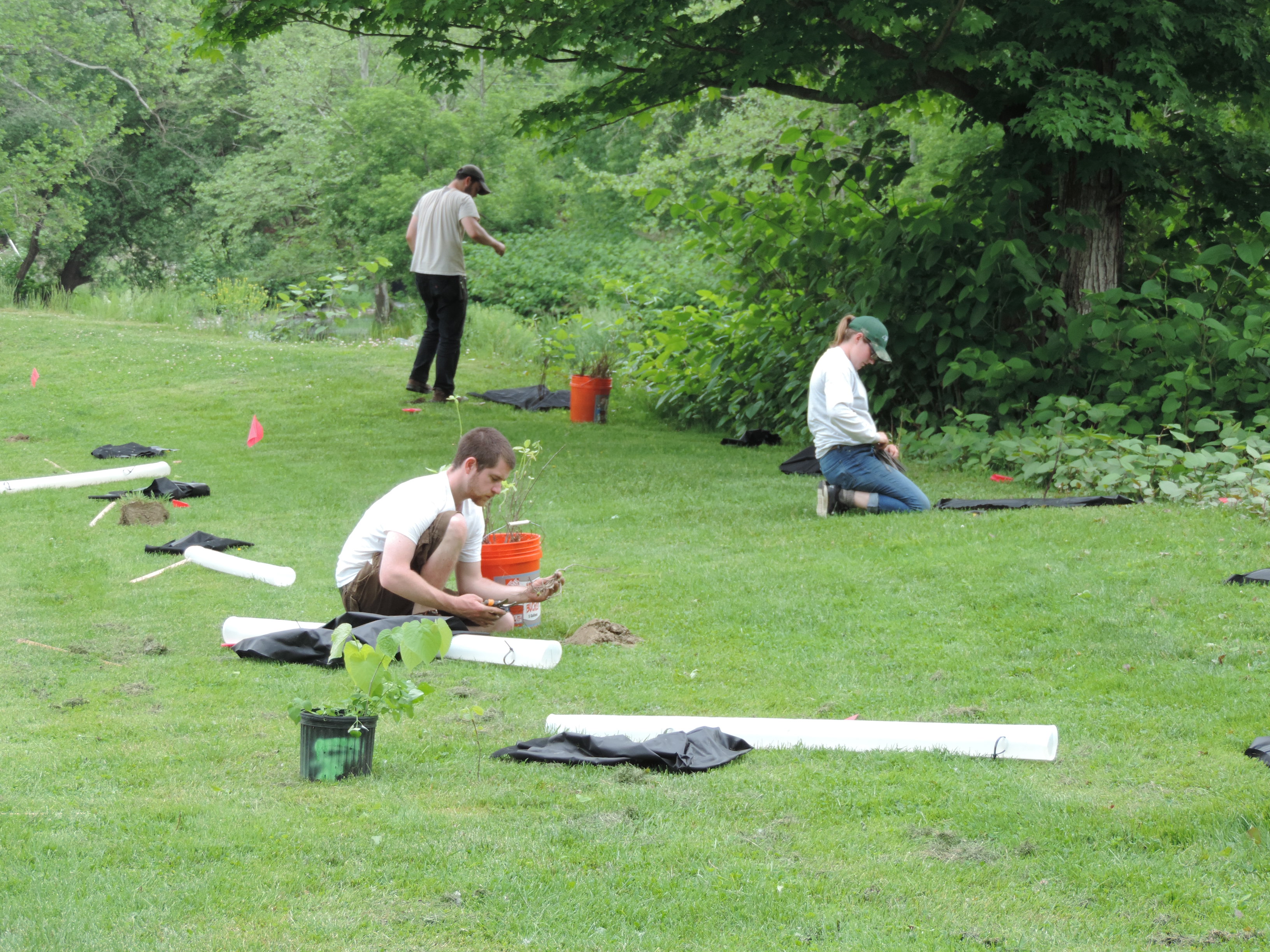 New trees and shrubs add value to Newark Valley’s Trout Ponds Park