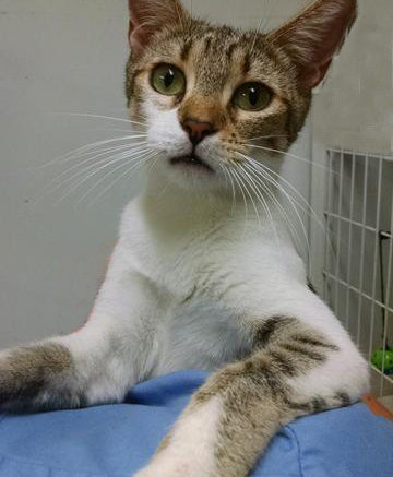 Stray Haven Pet of the Week