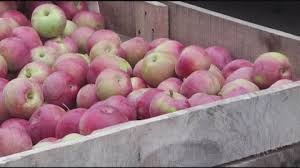 Newark Valley Apple Festival and the Old Hickory Long Guns