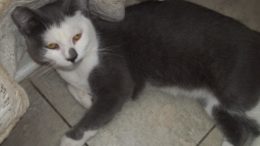 Maddie’s Meadows Pet of the Week