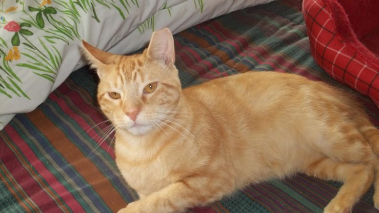 Maddie’s Meadows Pet of the Week