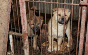 Dogs arrive from meat farm in South Korea