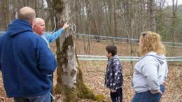 Maple Festival to take place in Berkshire on Saturday