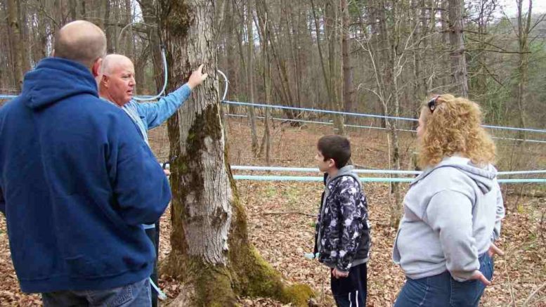 Maple Festival to take place in Berkshire on Saturday