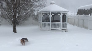 Winter Storm Stella cripples the area; close to 40-inches recorded