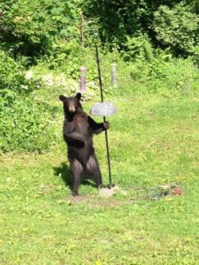 Neighborhood Bears