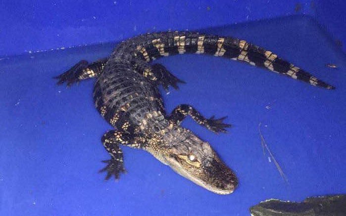 Whitney Point alligator captured; now residing at Animal Adventure Park