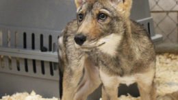 Binghamton Zoo rescues coyote pup
