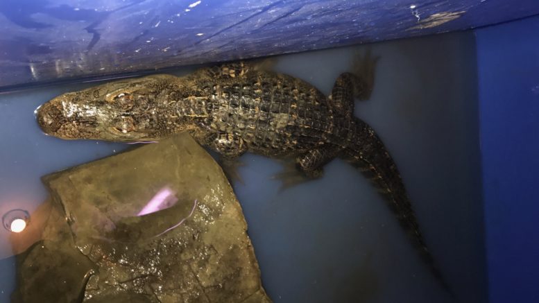 Second alligator captured in Whitney Point; permanently homed at AAP