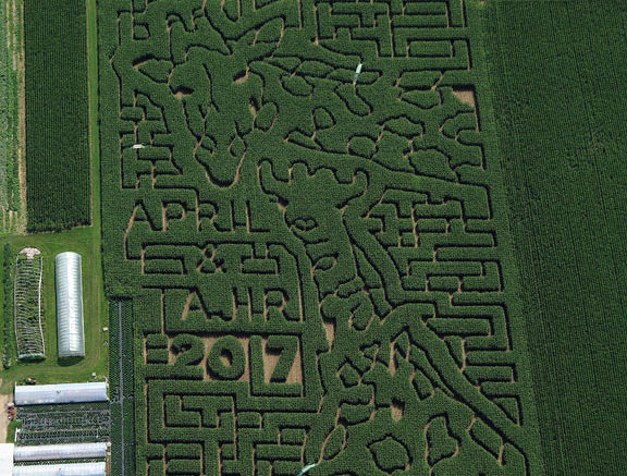 Stoughton Farm pays tribute to April, Tajiri with giraffe-themed corn maze