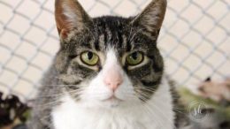 Stray Haven Pet of the Week