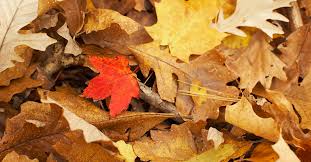 Town of Owego announces leaf collection