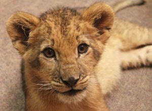 Lion Cub finds new home at Animal Adventure Park