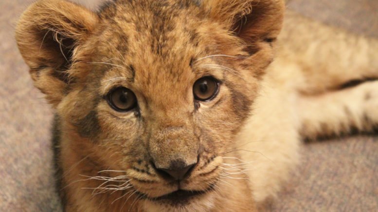 Lion Cub finds new home at Animal Adventure Park
