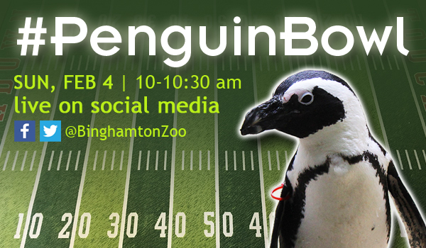 #PenguinBowl at the Binghamton Zoo