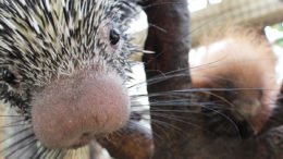 Binghamton Zoo welcomes baby porcupine on Super Bowl Weekend
