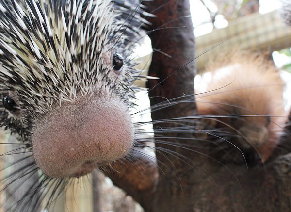 Binghamton Zoo welcomes baby porcupine on Super Bowl Weekend