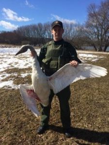 Goose hunter tip leads to charges in Tioga County