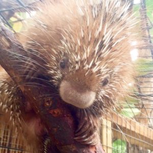 It's a Boy! Naming contest now underway for baby porcupine
