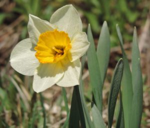 Candor Daffodil Festival welcomes spring!