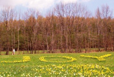 Daffodil Daze celebrates 10th anniversary