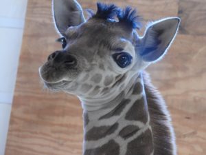 World-Famous Giraffe calf to celebrate first birthday on April 15