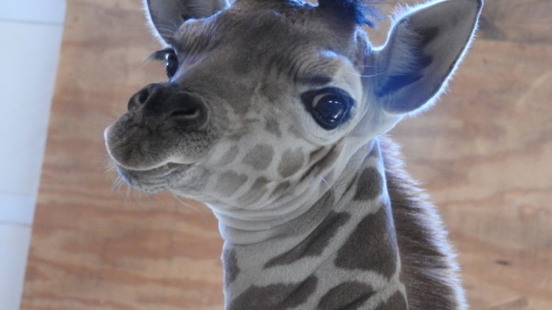 World-Famous Giraffe calf to celebrate first birthday on April 15