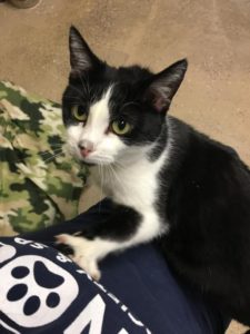 Stray Haven Pet of the Week
