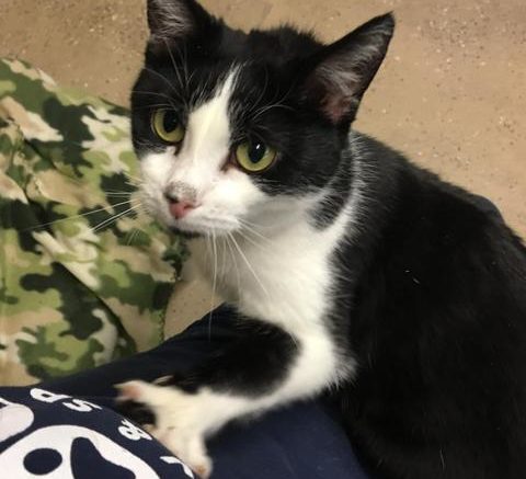 Stray Haven Pet of the Week
