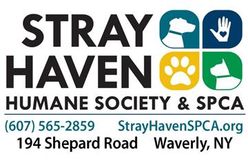 Stray Haven expands dog obedience classes