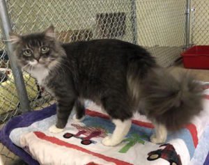Stray Haven Pet of the Week
