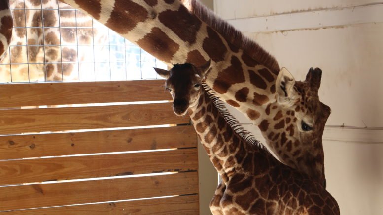 World’s most famous giraffe mom is pregnant again!
