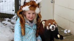 Binghamton Zoo offers exclusive Red Panda Wild Encounters