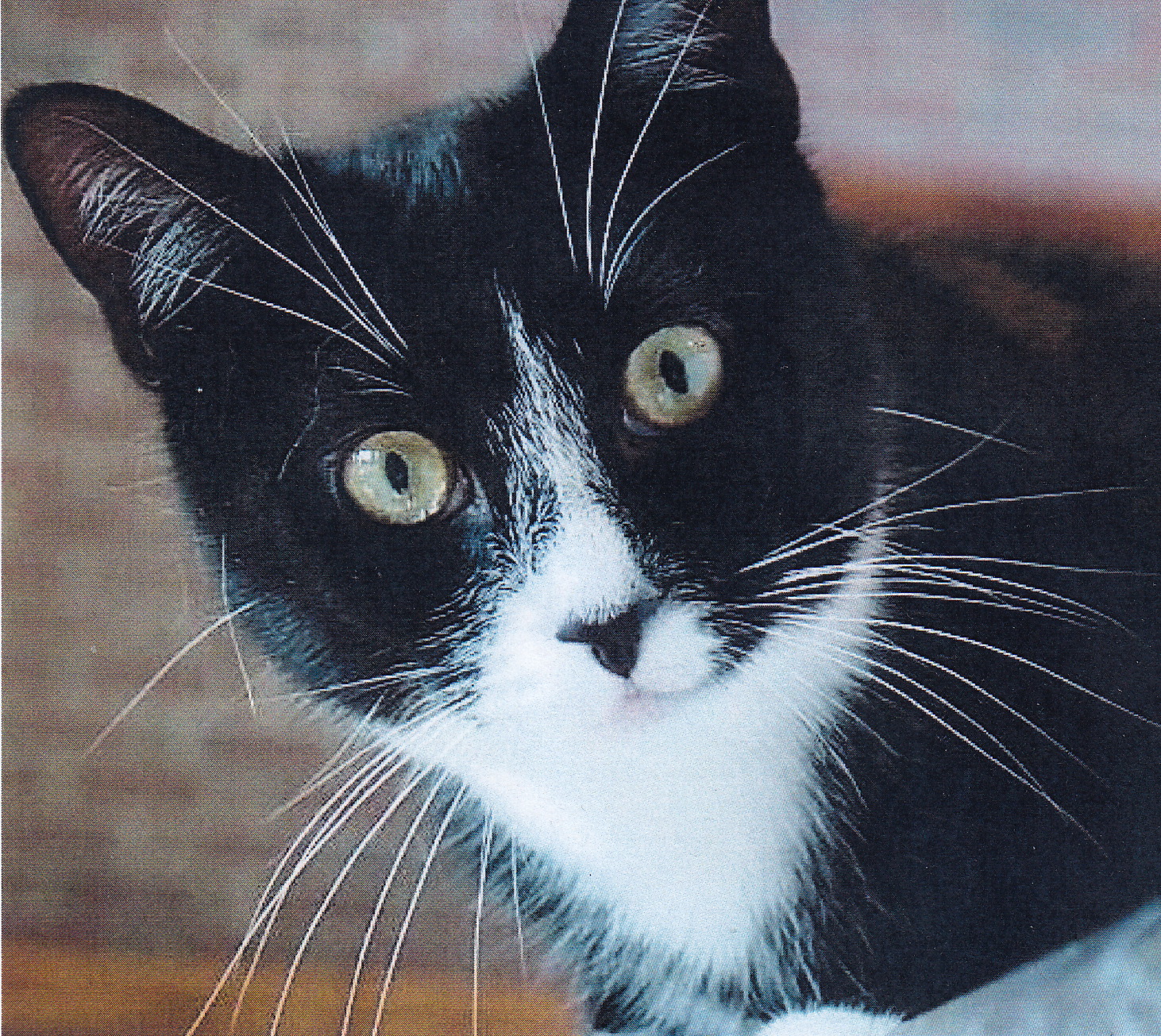 Paws and Claws Society to host annual Cat Spay Day on February 26
