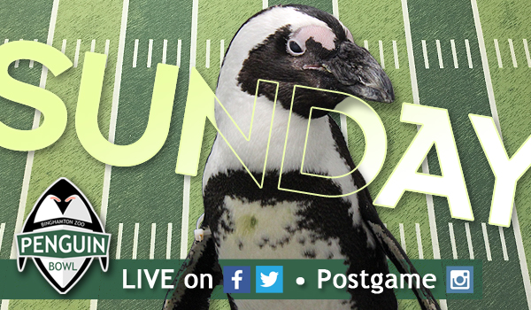 Penguins to take the field for Penguin Bowl II