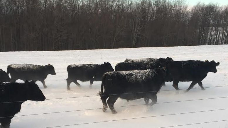 Snow Covered Cows in a New York Winter Wonderland