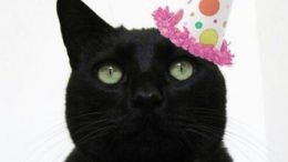 Black Cat Gallery to celebrate nine years