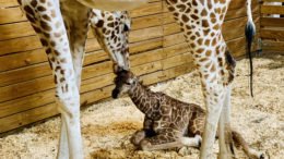 It’s a boy! April the Giraffe gives birth to healthy calf