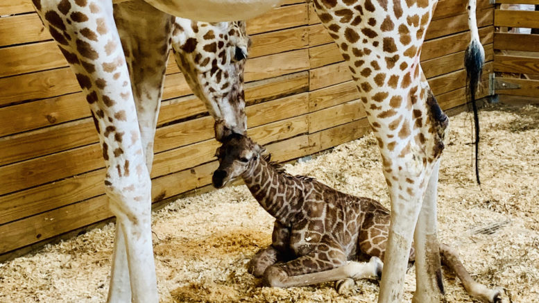 It’s a boy! April the Giraffe gives birth to healthy calf