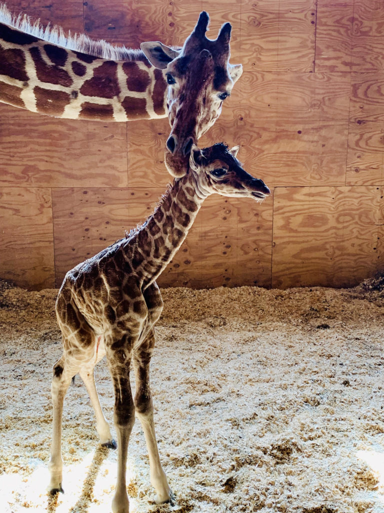 It’s a boy! April the Giraffe gives birth to healthy calf