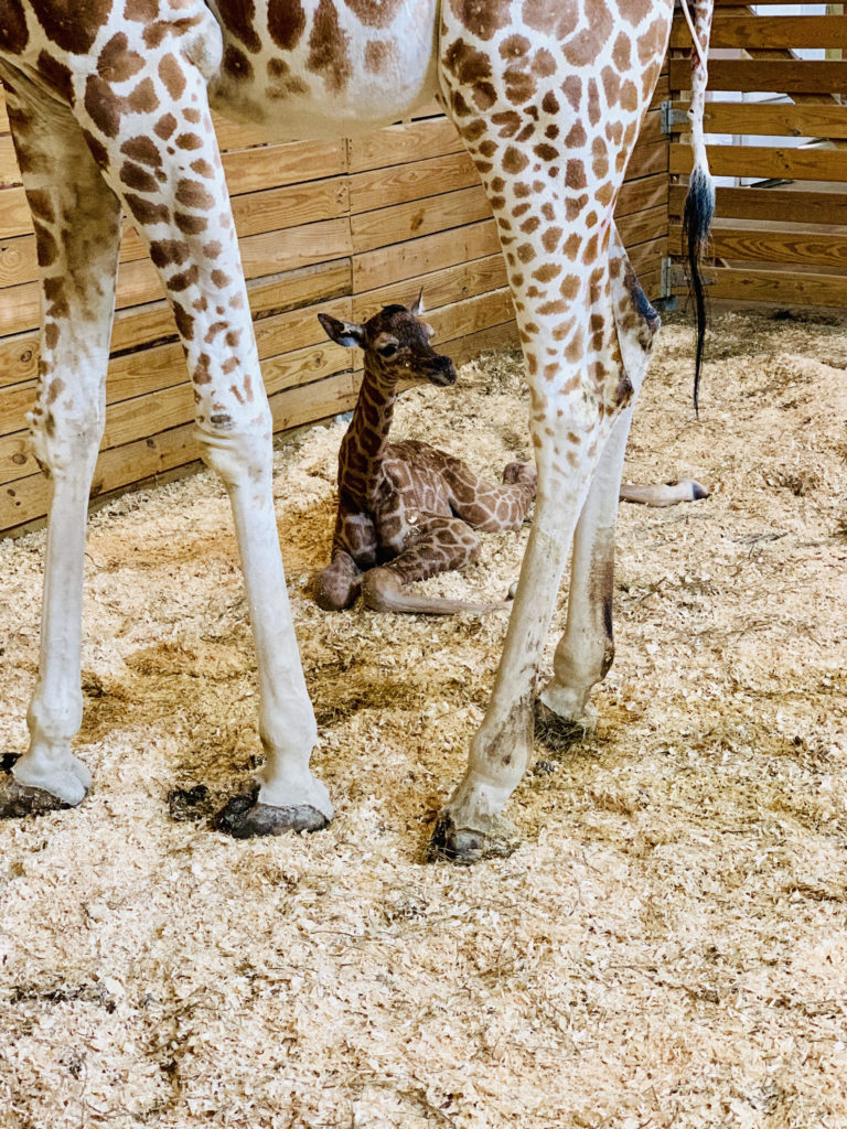 It’s a boy! April the Giraffe gives birth to healthy calf